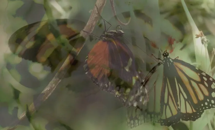 Las mariposas vuelan