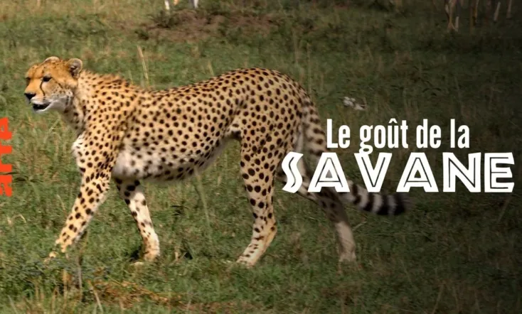 Le Goût de la savane - Herbivores et Carnivores: Festins croisés