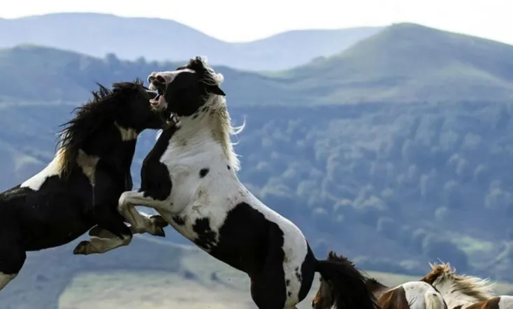 Le plus beau pays du monde, opus 2