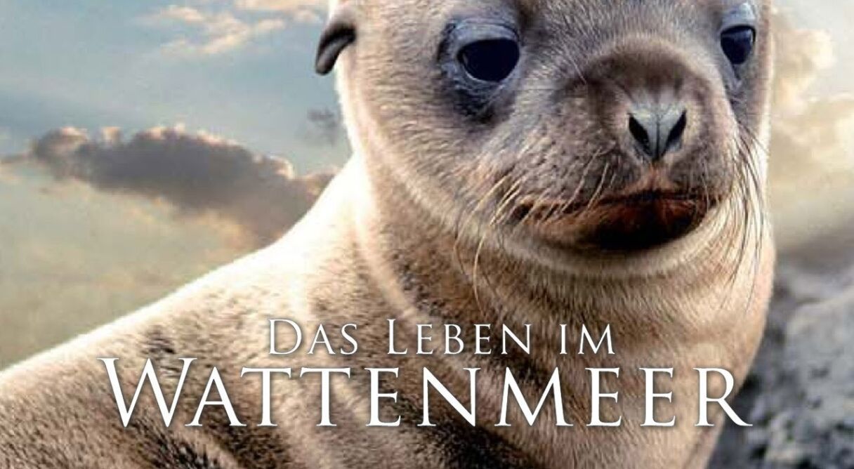 Life in Ebb and Flow