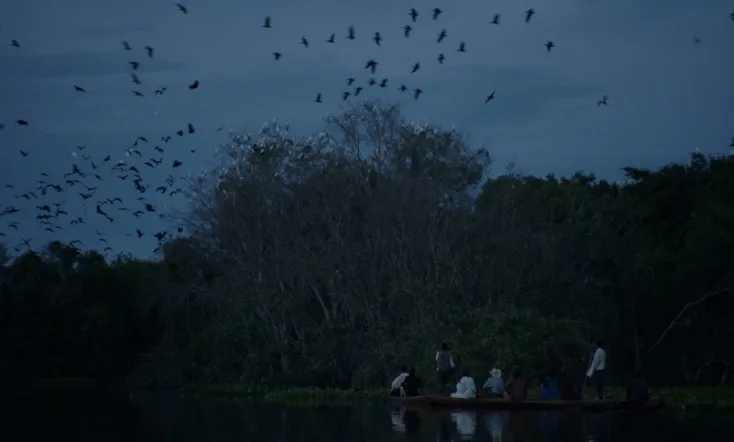 Light in the Tropics