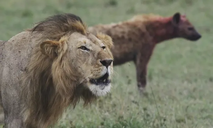 Lions et Hyènes : une lutte sans merci