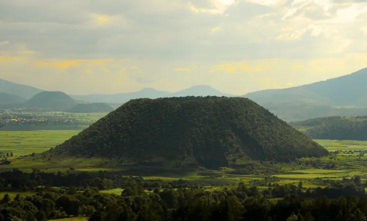 Los árboles mueren de pie