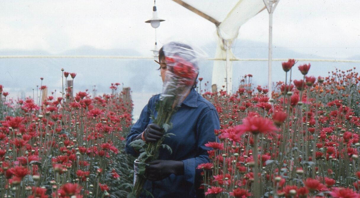 Love, Women and Flowers