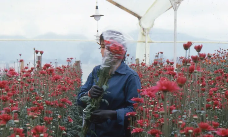 Love, Women and Flowers