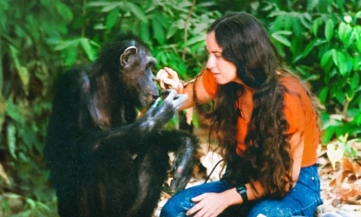 Lucy the Human Chimp