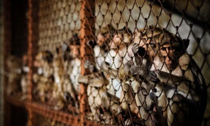 Maximum Tolerated Dose