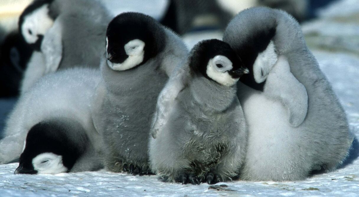 March of the Penguins