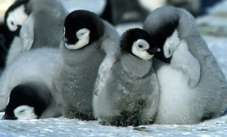 March of the Penguins