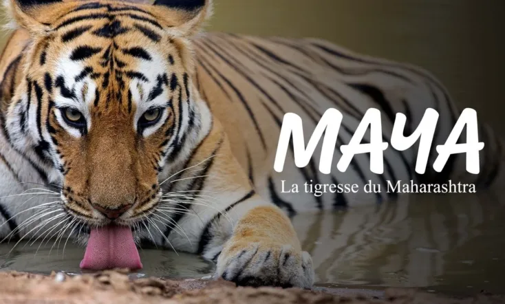 Maya, la tigresse du Maharashtra
