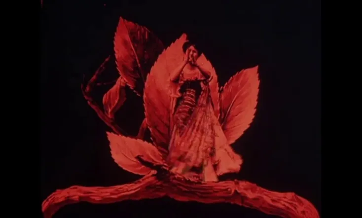 Metamorphosis of a Butterfly