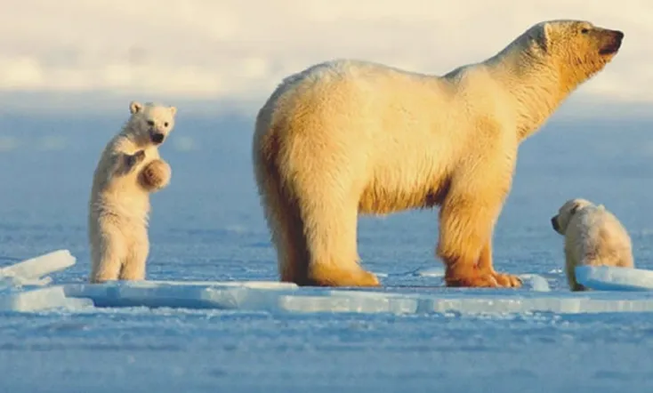 My Journey with a Polar Bear