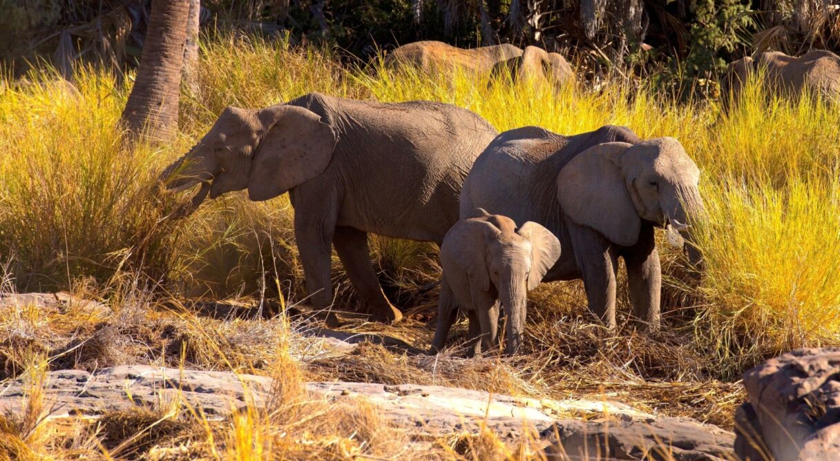 Namibia, Sanctuary of Giants