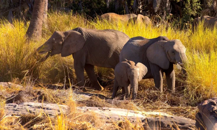 Namibia, Sanctuary of Giants