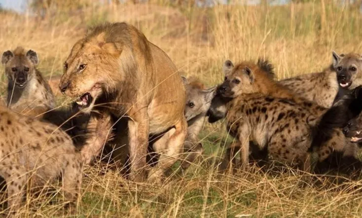 National Geographic: Eternal Enemies Lions and Hyenas