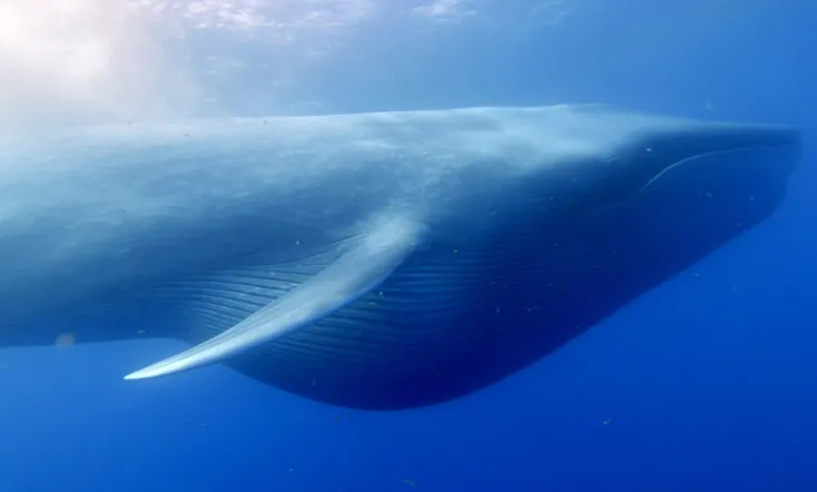 Ocean Giants