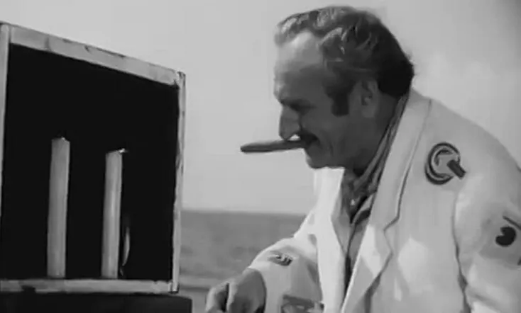 Чёрная чайка