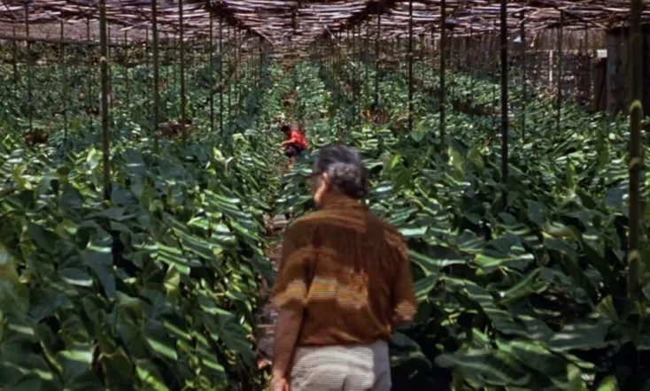 Paisagem: Um Olhar Sobre Roberto Burle Marx