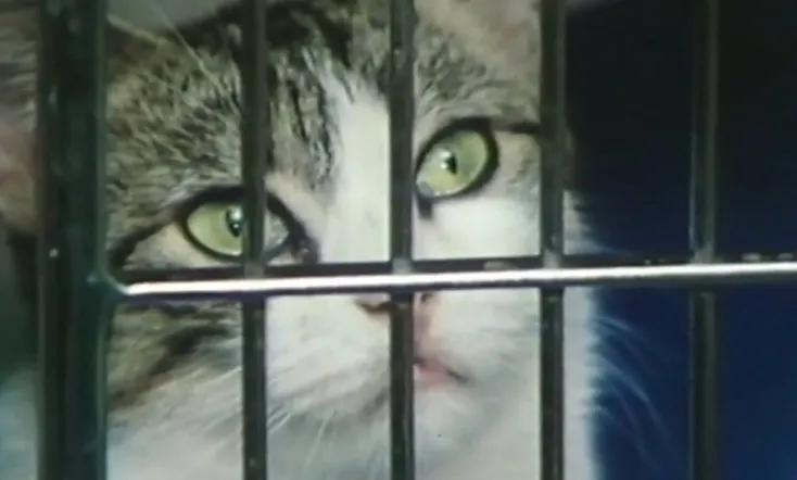 Parting Shots from Animals