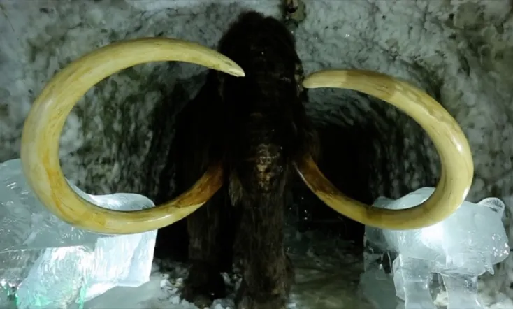 Passions For The Mammoth