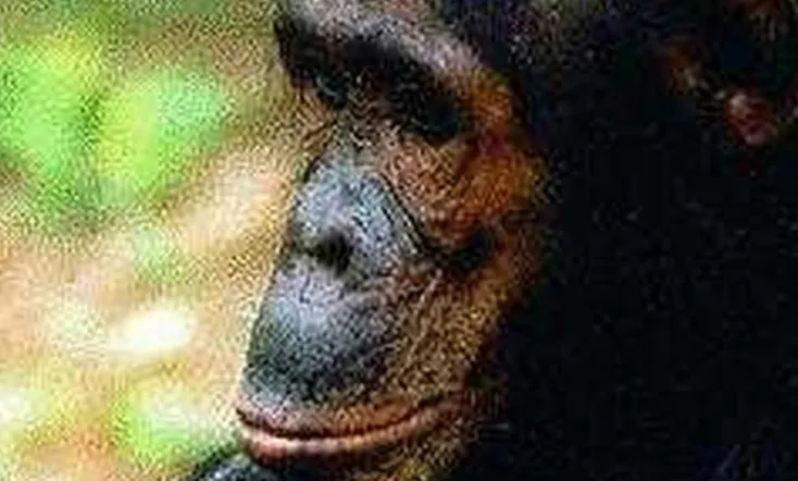 People of the Forest: The Chimps of Gombe