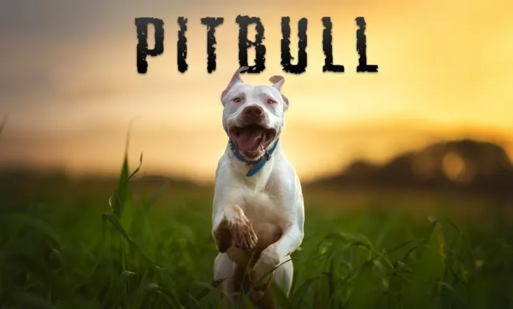 Pitbull