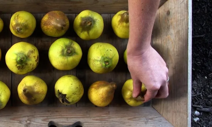 Portrait of a Garden