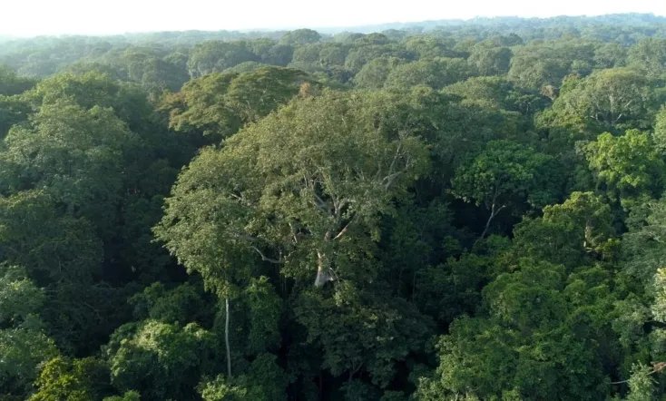 Poumon vert et tapis rouge