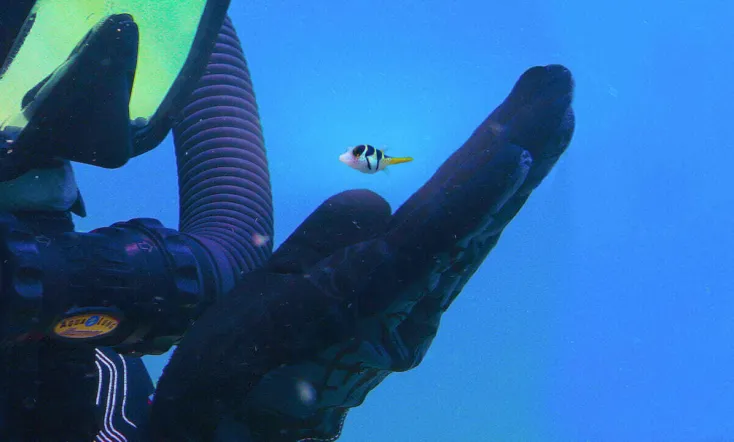 Puff: Wonders of the Reef