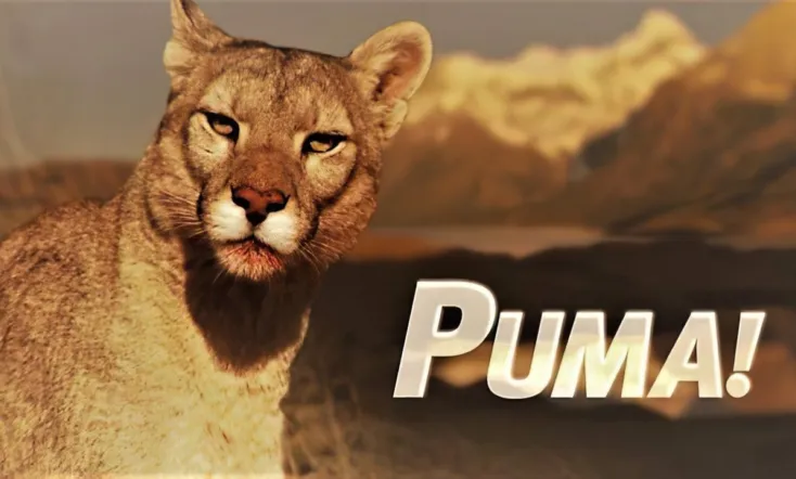 Puma!