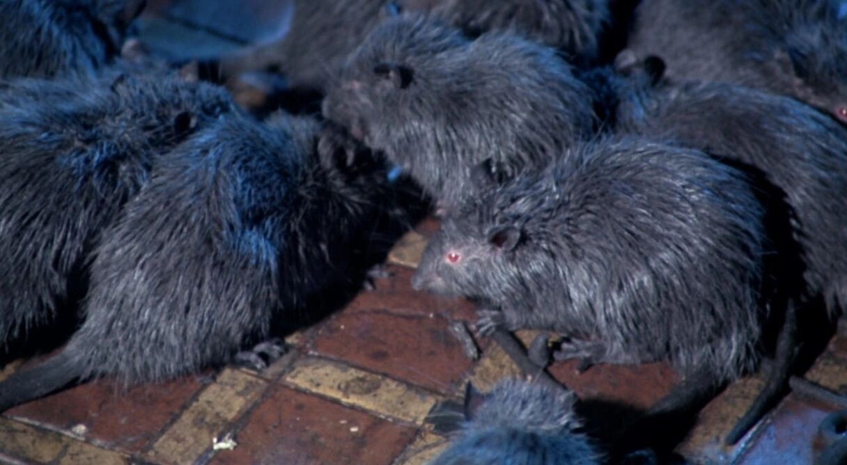 Rats: Night of Terror