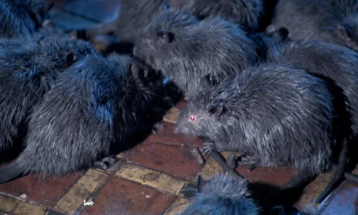 Rats: Night of Terror