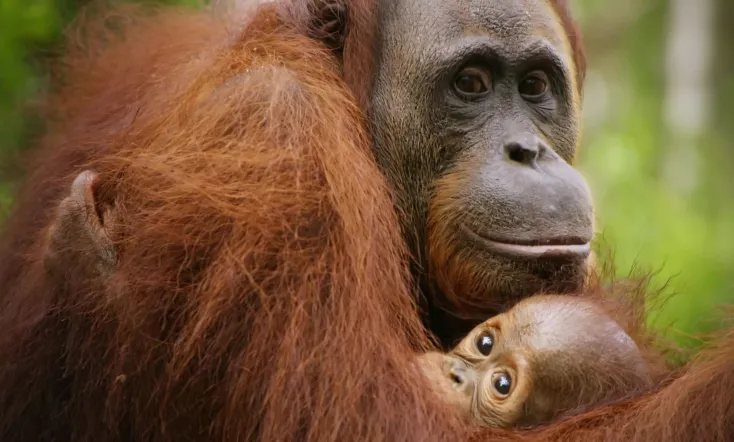 Red Ape: Saving the Orangutan