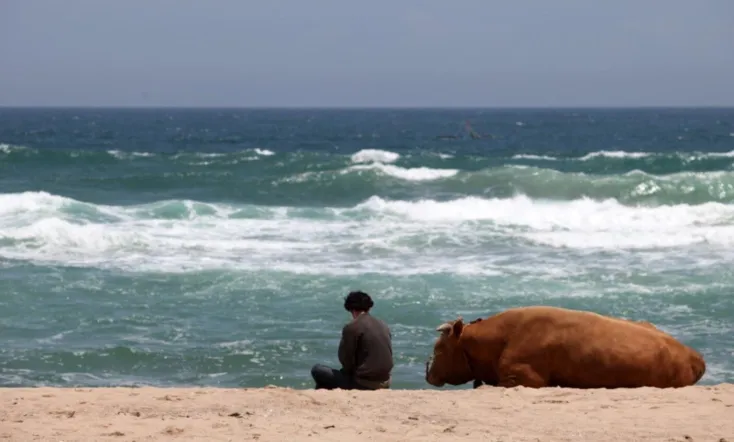 Rolling Home with a Bull