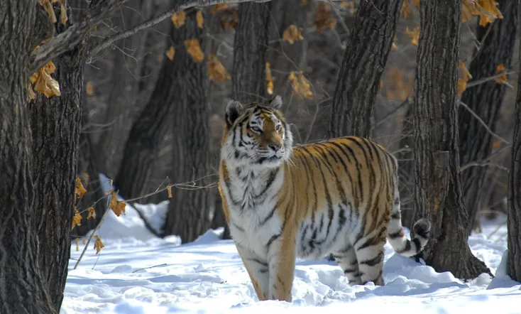 Russia - In the Realm of Tigers, Bears and Volcanoes