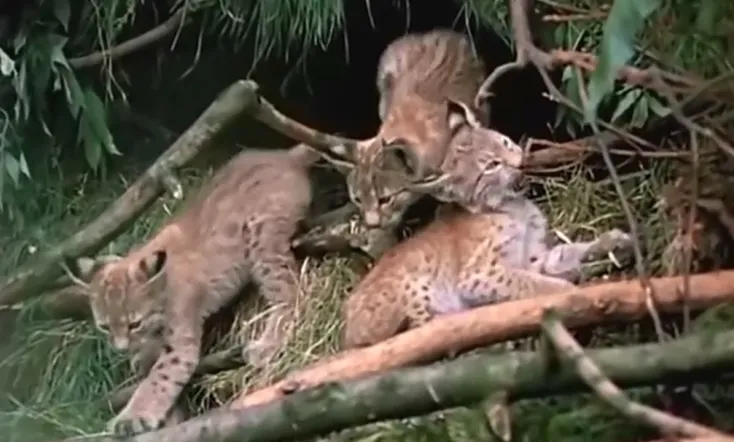 Rys Follows the Path