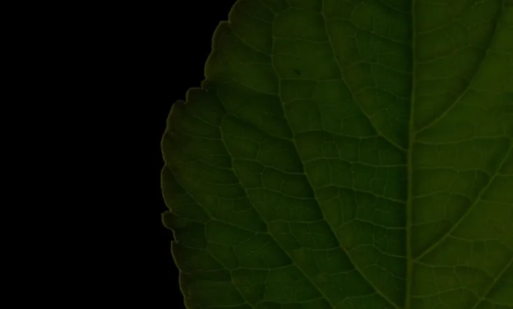 Salvia Divinorum: A Western Approach