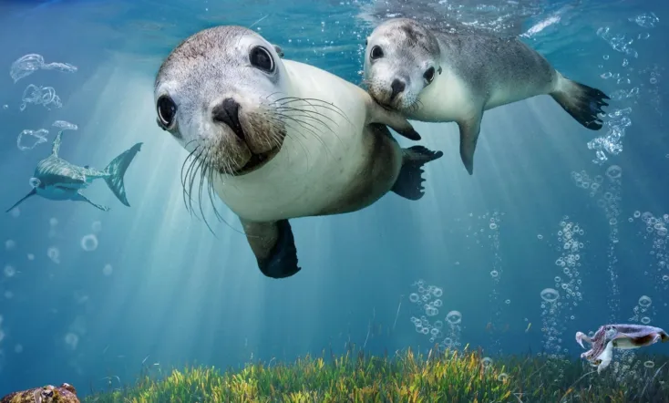 Sea Lions: Life By a Whisker