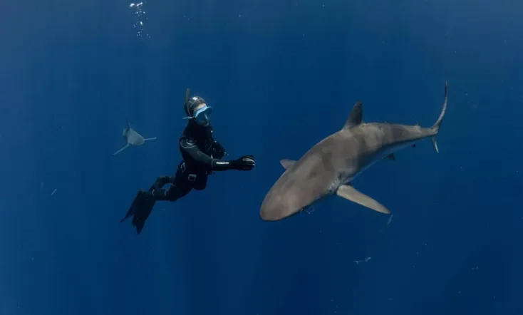 Sharks: The Secret Adventure