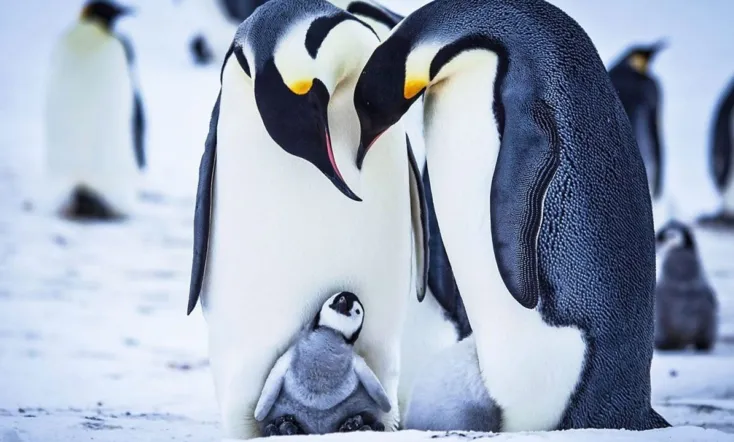 Snow Chick - A Penguin's Tale