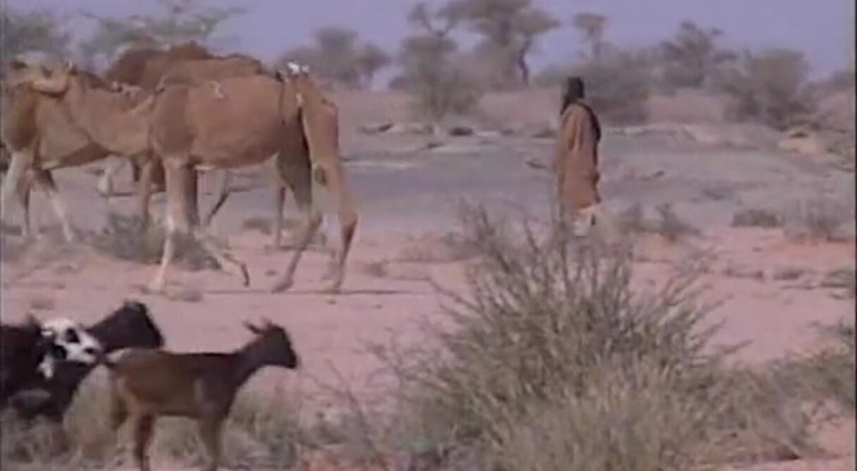 Song of Umm Dalaila, the Story of the Sahrawis