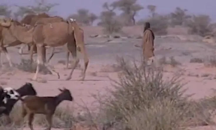 Song of Umm Dalaila, the Story of the Sahrawis