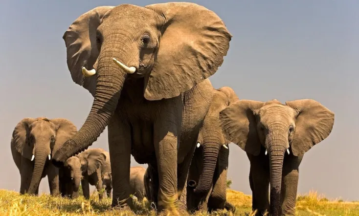 Soul of the elephant