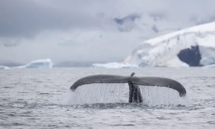 Speechless: The Polar Realm