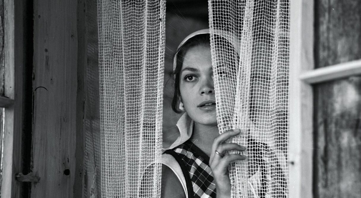 Spring in the Forest