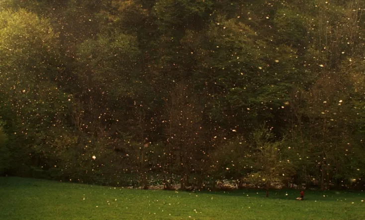 Stories from the Chestnut Woods