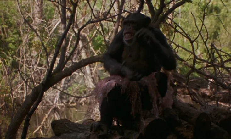 Summer of the Monkeys