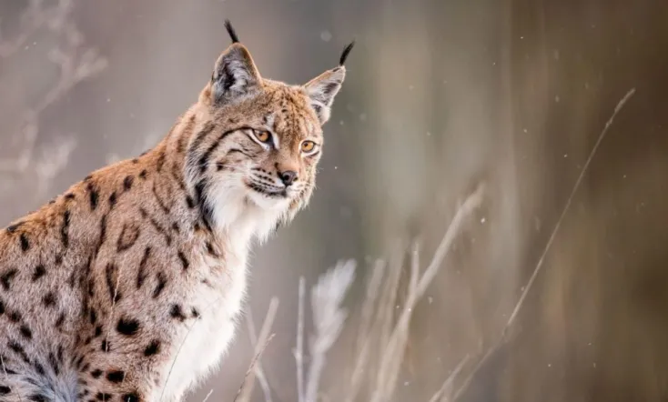 Sur la piste du lynx