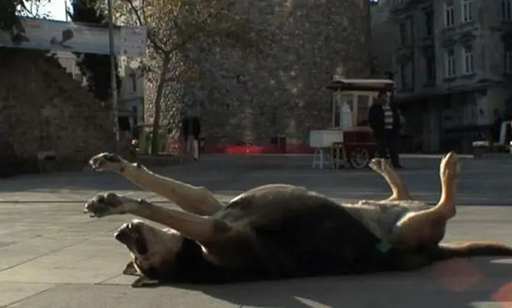 Taşkafa, Stories of the Street