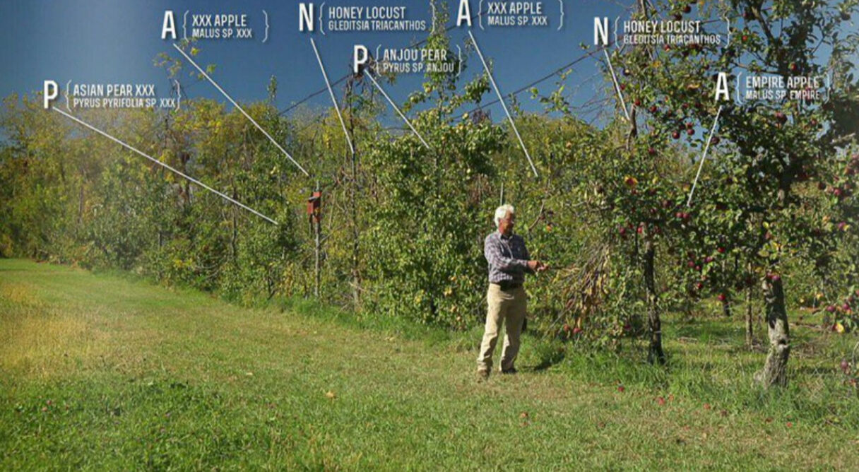 The Permaculture Orchard: Beyond Organic